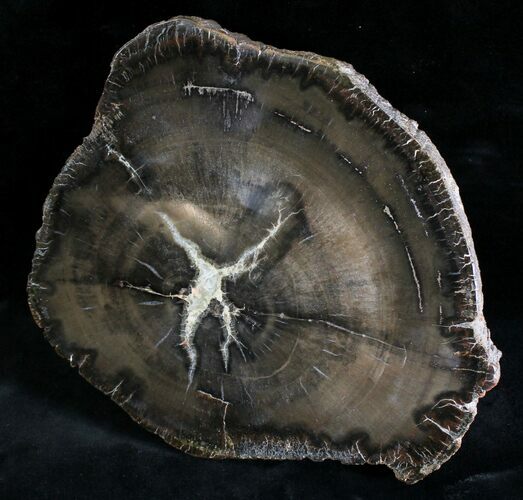 Thick Triassic Petrified Wood Slab - Arizona #28245